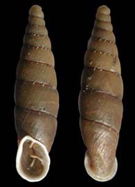Tabella della Famiglia Clausilidae